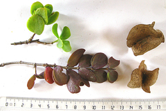 Tetragonia decumbens