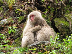 Macaca fuscata fuscata