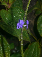 Stachytarpheta urticifolia