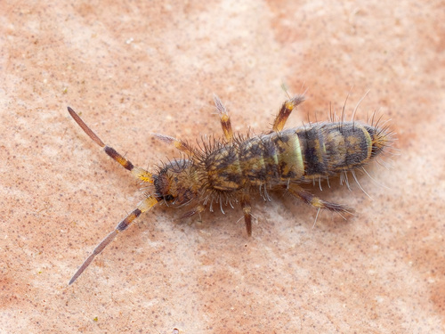 Belted Springtail, photo 4 of 9