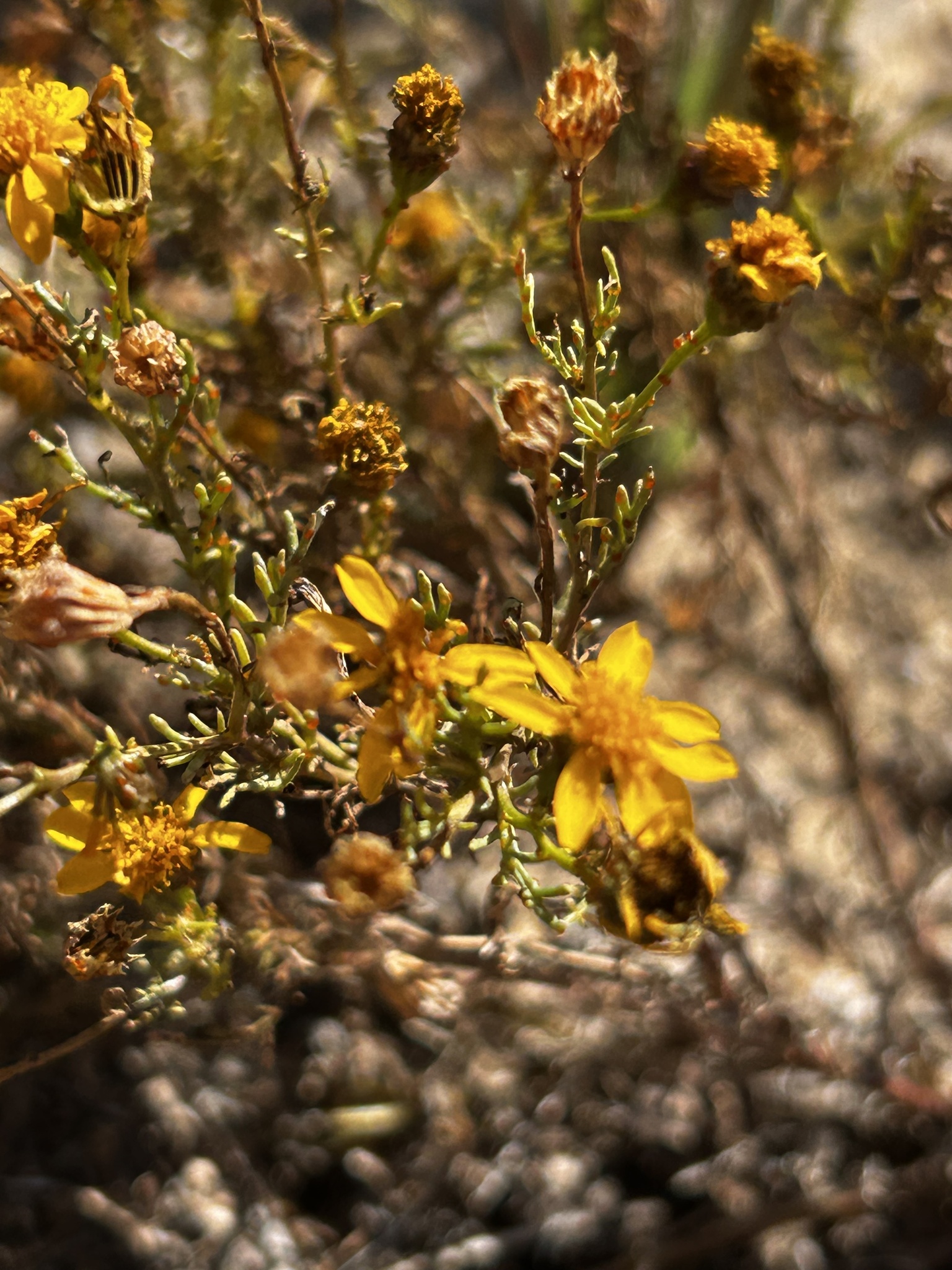 Manyawn Pricklyleaf (Thymophylla aurea)