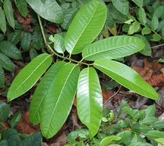 Anodendron