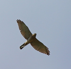 Accipiter brevipes