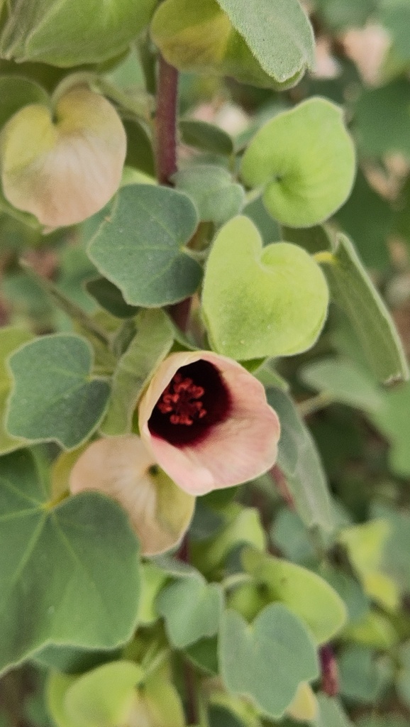 Desert mallow