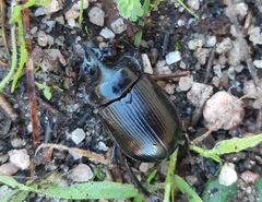 Ceratophyus hoffmannseggi