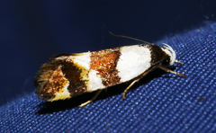 Euphiltra eroticella
