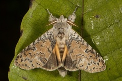 Calliteara cerigoides