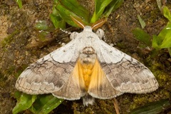 Calliteara horsfieldii