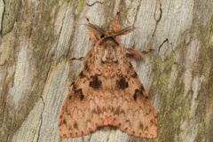 Lymantria inordinata