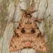 Lymantria inordinata - Photo (c) dhfischer, algunos derechos reservados (CC BY-NC), subido por dhfischer