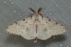 Lymantria marginalis