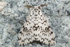 Lymantria hollowayi