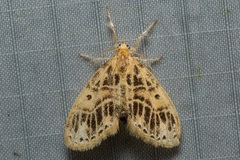 Medama megerata