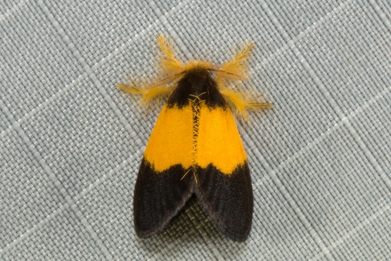 Somena aurantiacoides