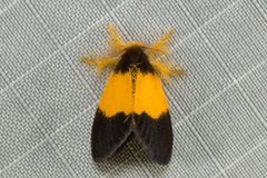 Somena aurantiacoides