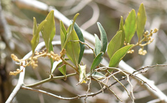 Euclea natalensis natalensis