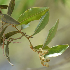 Euclea natalensis natalensis