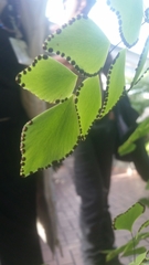 Adiantum peruvianum