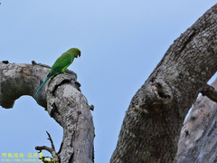 Psittacula krameri manillensis