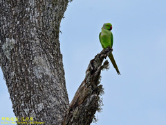 Psittacula krameri manillensis