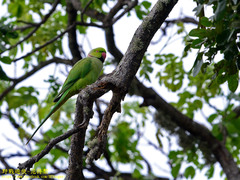 Psittacula krameri manillensis