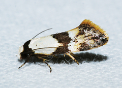 Euphiltra angustior