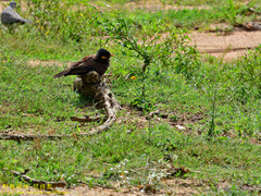 Acridotheres tristis melanosternus