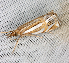 Hednota bifractellus