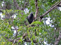 Corvus splendens protegatus