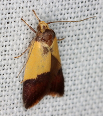 Heteroteucha dichroella