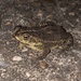Bella Vista Toad - Photo (c) Natalie Raeber, some rights reserved (CC BY-NC-ND)