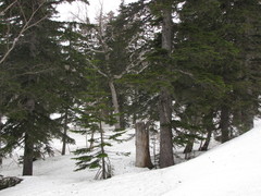 Picea glehnii