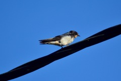 Hirundo