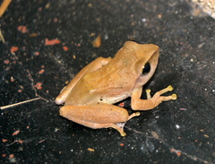 Pseudophilautus