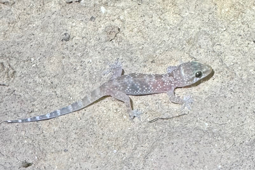 Mediterranean House Gecko