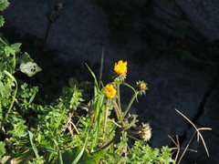 Picris hieracioides hieracioides