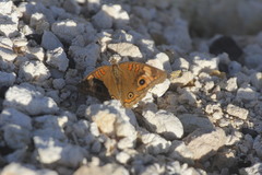 Junonia neildi varia