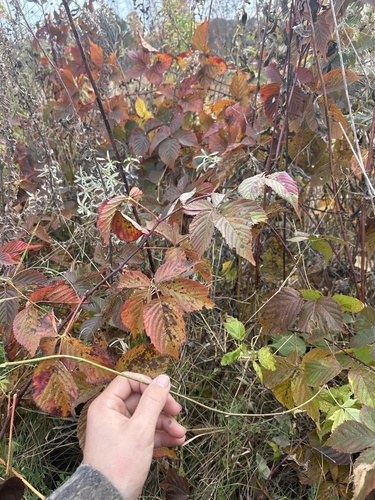 downy racemose dewberry (Rubus satis)