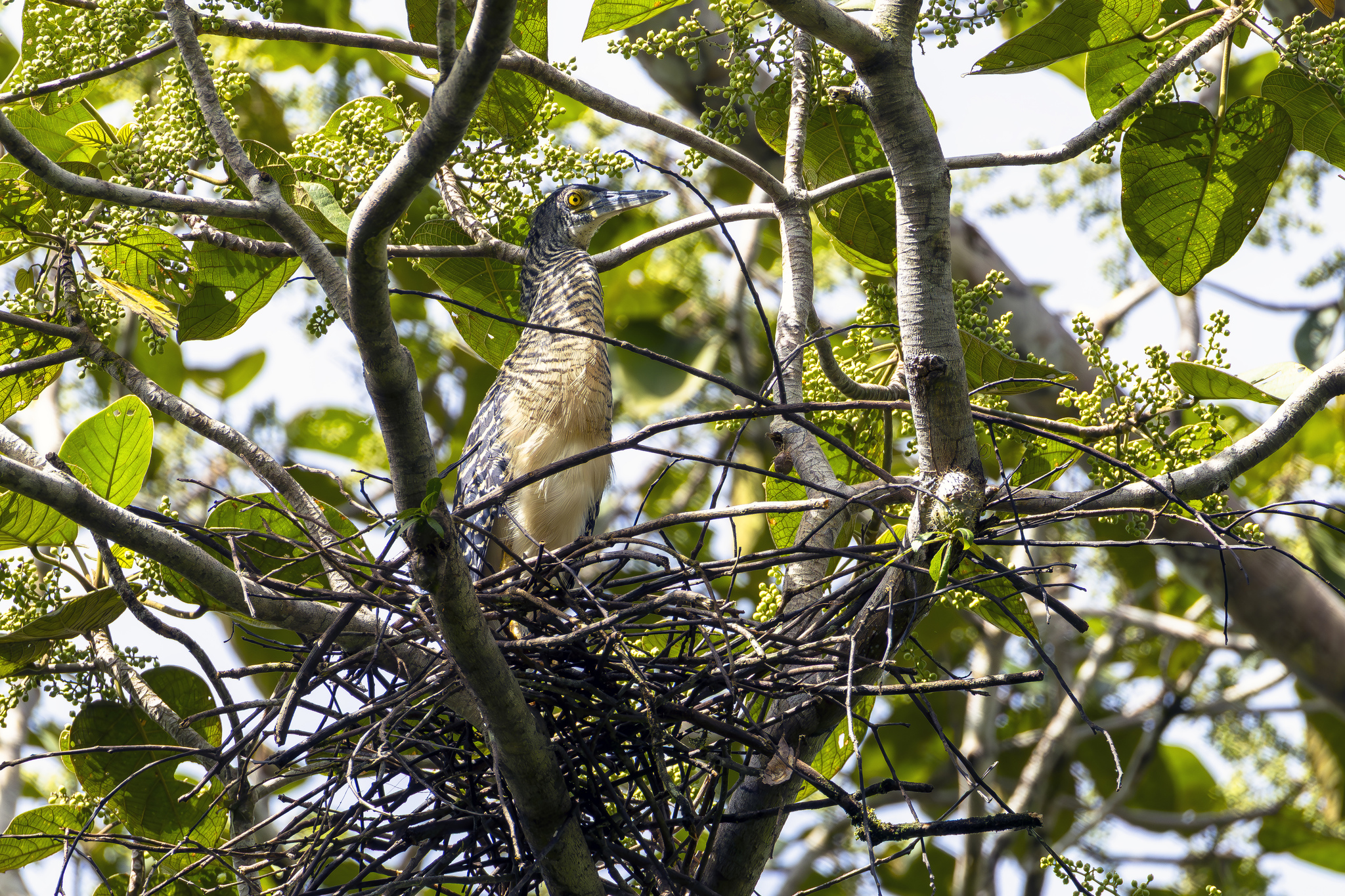 Forest Bittern (Zonerodius heliosylus), photo 2