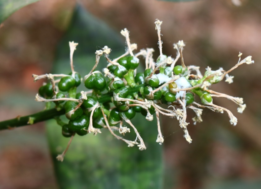 Wild dracaena