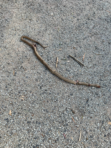 Eastern Brown Snake sighting