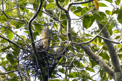 Forest Bittern (Zonerodius heliosylus), photo 10