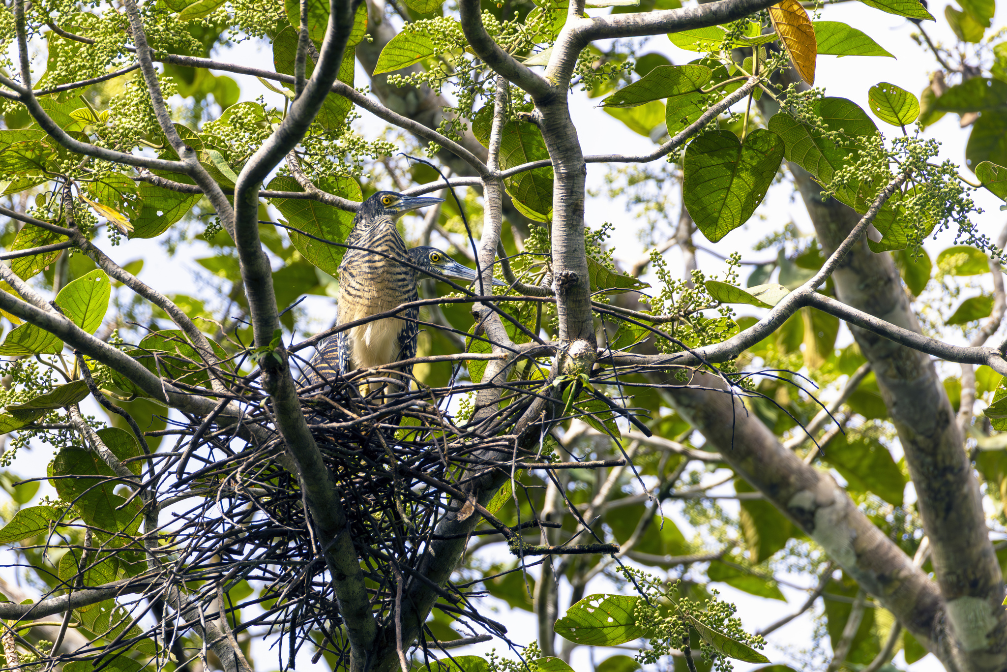 Forest Bittern (Zonerodius heliosylus), photo 1