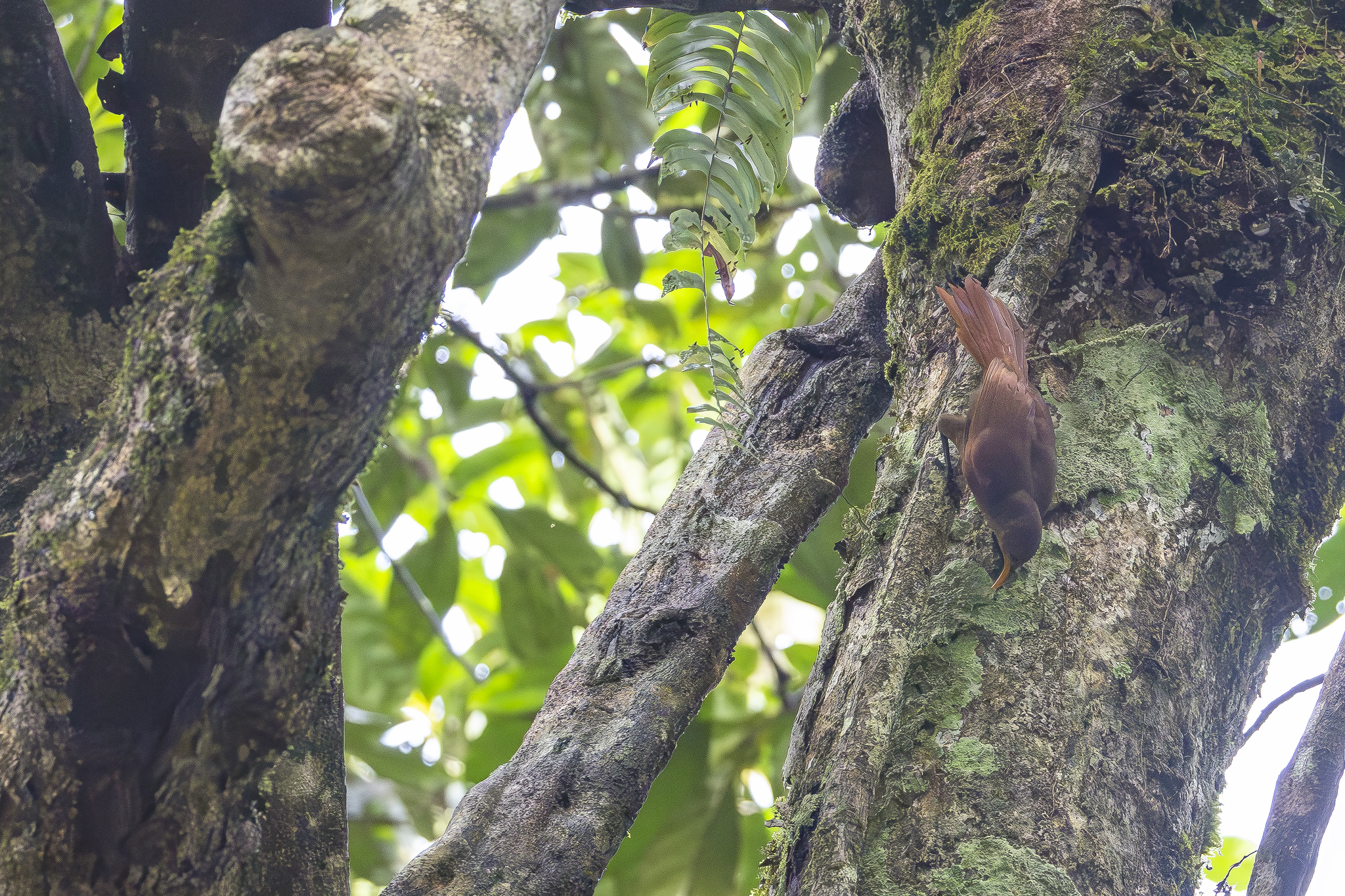 Papuan Babbler (Garritornis isidorei), photo 6