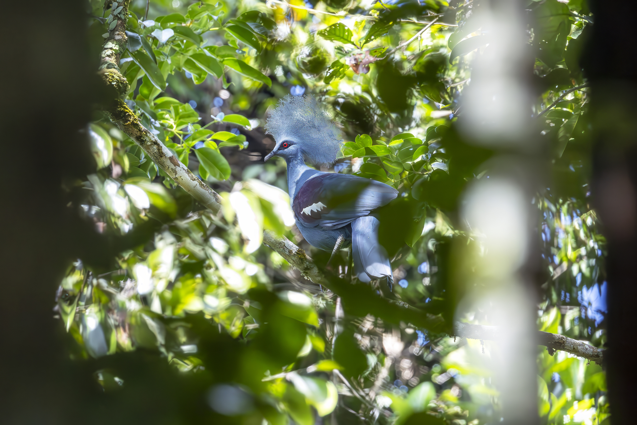 Western Crowned-Pigeon illustration