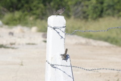 Campylorhynchus yucatanicus