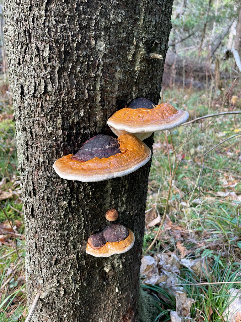 Fomitopsis mounceae · November 2025 · photo: © sam10turner (iNaturalist, cc-by)