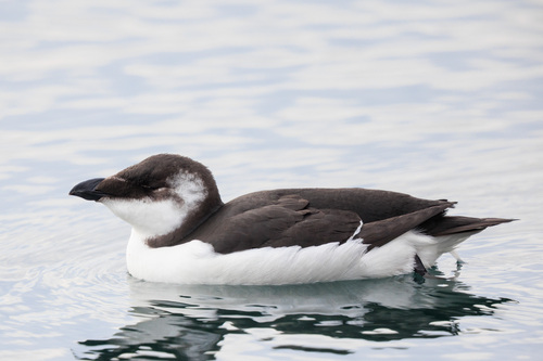 Pingouin torda