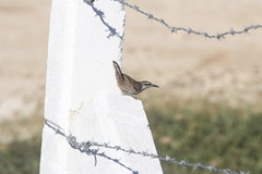 Campylorhynchus yucatanicus