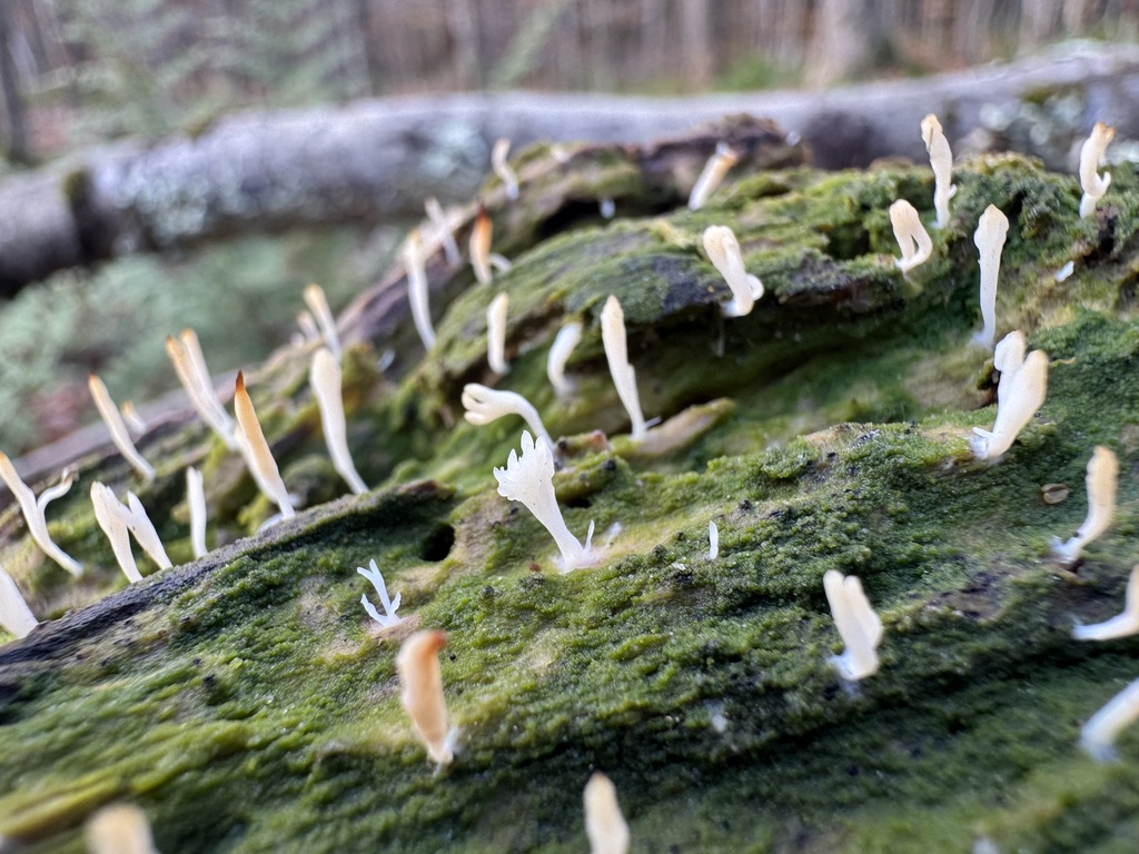 Multiclavula mucida · November 2025 · photo: © thedrw (iNaturalist, cc-by)